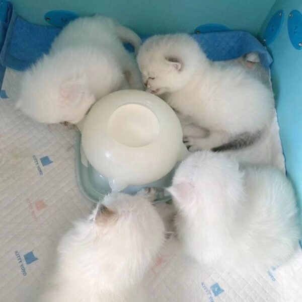 Bubble milk bowl Dongdong pet s Puppy Nursing station Milk Feeder 3rd Generation Silicone 4